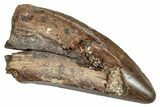 Partial Serrated Tyrannosaur Tooth - Judith River Formation #276357-1